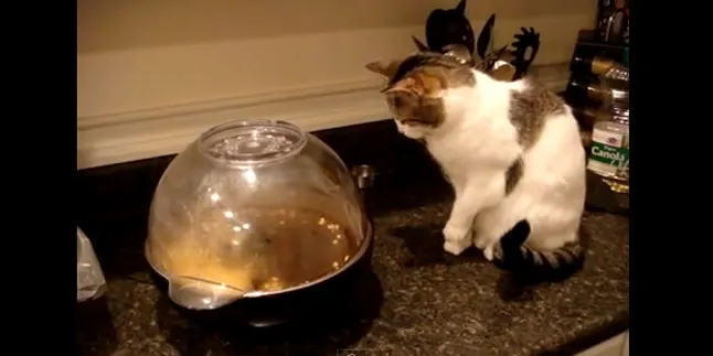 Jauhkan Kucing Ini Dari Panci Pembuat Pop Corn!
