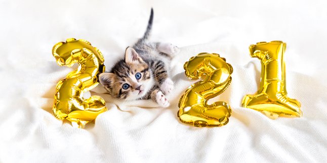 Kalau Kucing Bisa Bikin Resolusi Tahun Baru, Begini Jadinya…