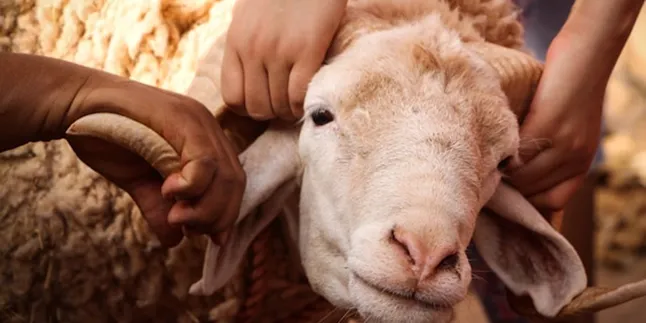 Kata Kata Idul Adha Lucu yang Menghibur dan Penuh Makna