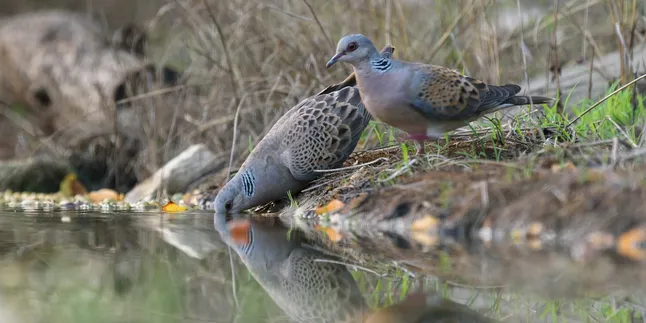 Keistimewaan Perkutut Kalung Usus Menurut Primbon Jawa, Simak 5 Jenis Kutut Katuranggan Lainnya