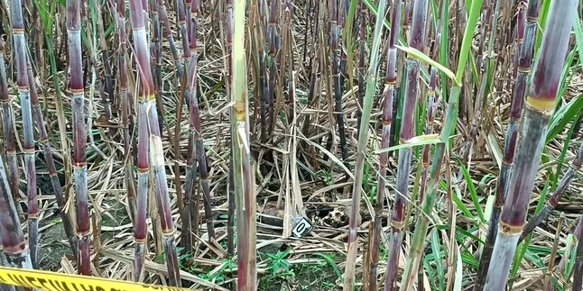 Kerangka Manusia Tanpa Busana di Kebun Tebu Gegerkan Warga Malang