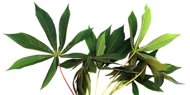 Frequent Becomes Lalap - Vegetables, Here are 8 Benefits of Cassava Leaves that Many People Don't Know