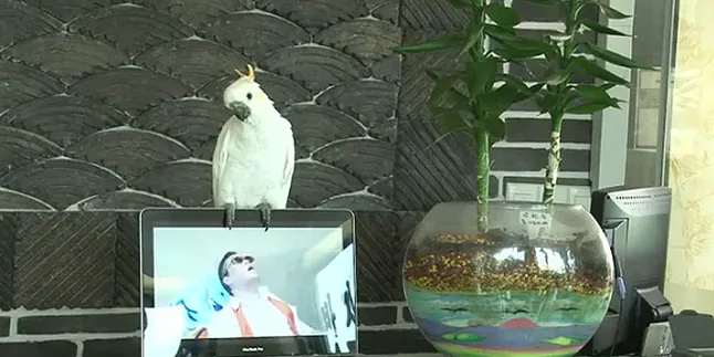 Keren! Burung Kakaktua Nyanyi Lagu 'Gangnam Style' Keren! Burung Kakaktua Nyanyi Lagu 'Gangnam Style'