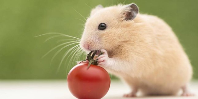 Kesal Diselingkuhi, Pria Ini Buang Hamster Kesayangan Ke Toilet