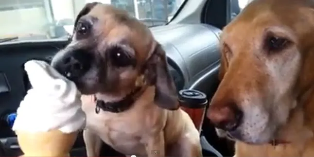 Ketika Dua Anjing Susah Berbagi Es Krim