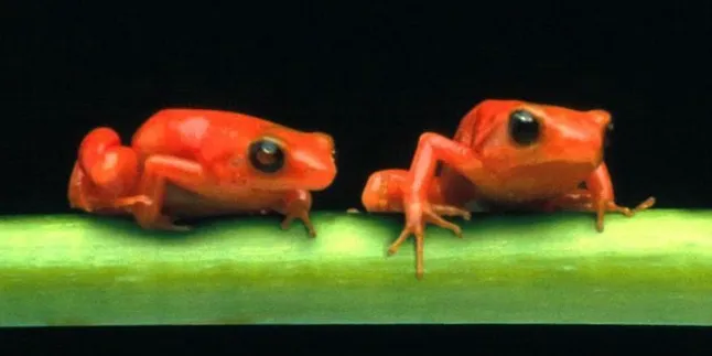 Ketika Sekumpulan Katak Menggelar 'Meeting'