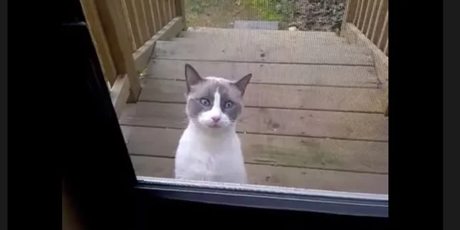 Kucing Ini Bisa Ngomong Layaknya Manusia, Keren!