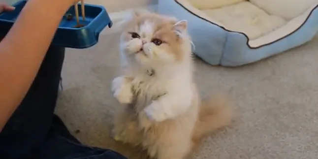 Kucing Ini Punya Cara Makan Yang Unik!