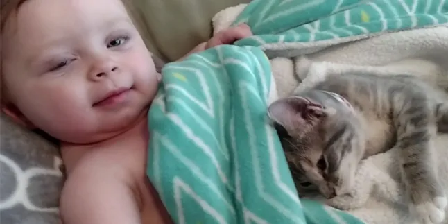 Kucing Main Dengan Bayi Ini Lucu dan Bikin Gemas!