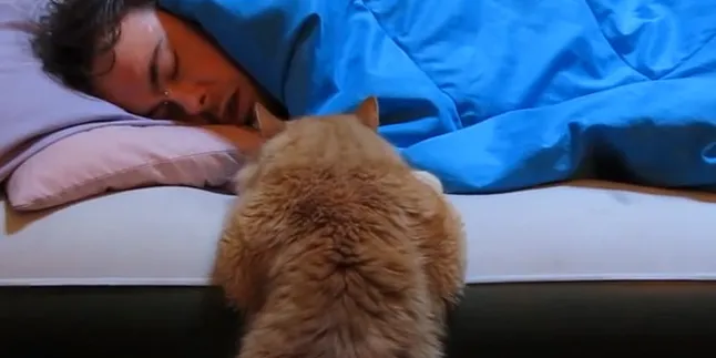 Kucing Penyabar Ini Rela Tunggui Majikannya Yang Tertidur