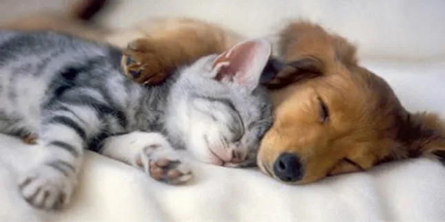 Kumpulan Aksi Hewan 'Ditembak' Ini, Akan Mengocok Perutmu!