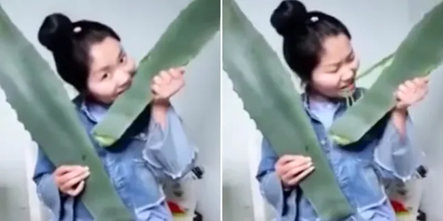 Live Streaming Makan 'Lidah Buaya' Raksasa, Wanita Ini Keracunan!