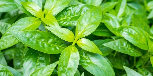 A Plethora of Benefits, Here are 11 Benefits of African Leaves for Health and Beauty