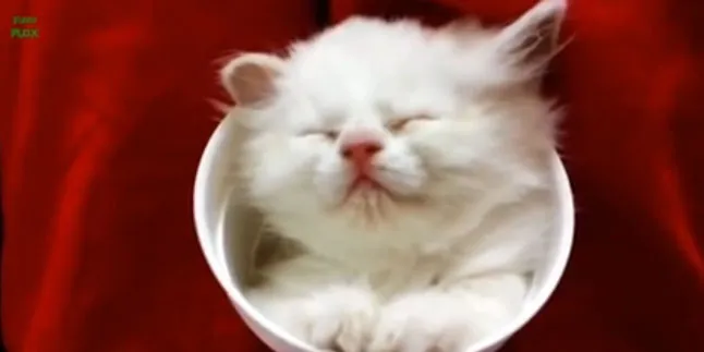 Lucunya, Kucing-Kucing Ini Tertidur Dengan Pose Ajaib!
