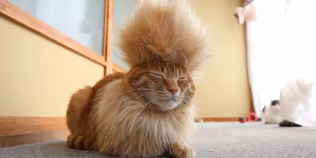 Lucu Banget, Kucing Ini Punya Rambut Mohawk!