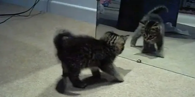 Lucu, Kucing Ini Takut Dengan Bayangannya Sendiri di Cermin!