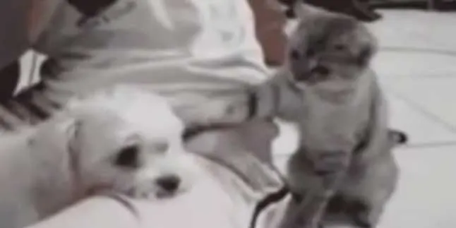 Lucu Sih, Tapi Tingkah Hewan-Hewan Ini Nyebelin Banget!