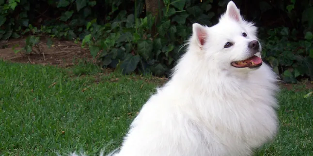 Lucunya... Anjing Ini Bisa Meniru Kelakuan Bayi
