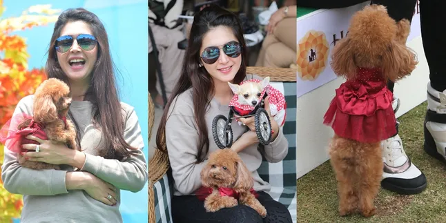 Lucunya Anjing Kecil Nabila Syakieb, Pakai Dress Cantik! Lucunya Anjing Kecil Nabila Syakieb, Pakai Dress Cantik!