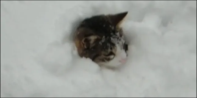 Lucunya, Dua Kucing Ini Gulat di Tengah Salju!