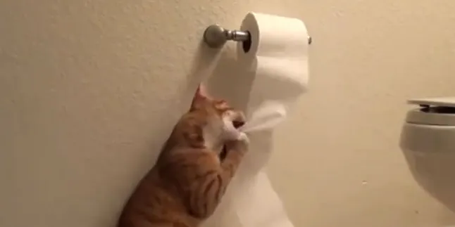 Lucunya, Ketika Kucing Bermain Tisu