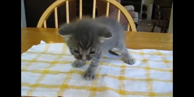 Lucunya, Kucing Ini Baru Belajar Jalan!
