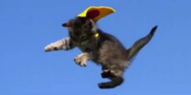 Lucunya, Kucing-Kucing Ini Bisa Terbang!