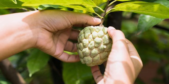 Manfaat Mengkudu yang Menakjubkan, Solusi Alami bagi Kesehatan