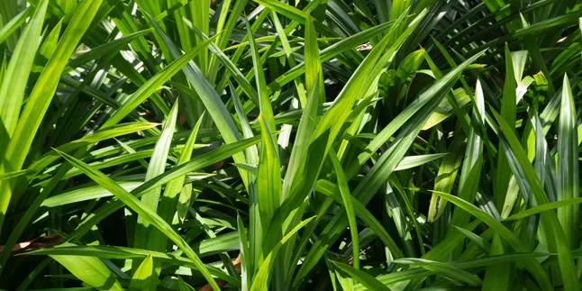 Manfaat Minuman Pandan, Ini 5 Resep Mudah untuk Sehatkan Jantung dan Turunkan Darah Tinggi Manfaat Minuman Pandan, Ini 5 Resep Mudah untuk Sehatkan Jantung dan Turunkan Darah Tinggi