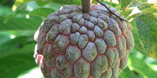 Benefits of Boiled Cherimoya Leaves, Relieve Joint Pain and Boost Immunity