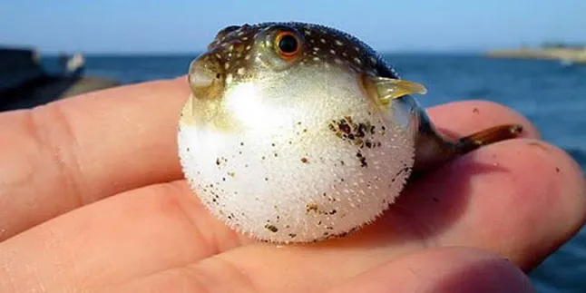 Mengesankan, Ikan Ini Menggelembung Saat Terancam!
