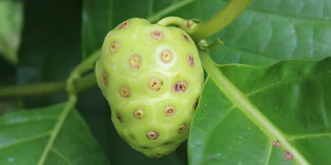 Processing Noni Fruit Properly, Has Many Health Benefits