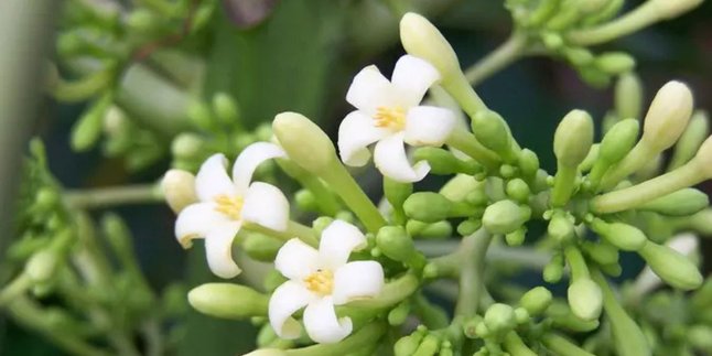 Maintaining the Green Color and Eliminating Bitterness in Papaya Flowers When Cooked, Here Are the Tips