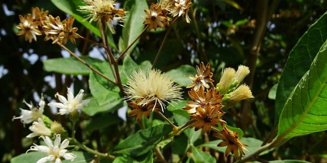 The Right Way to Boil African Leaves to Control Blood Sugar and Relieve Fever