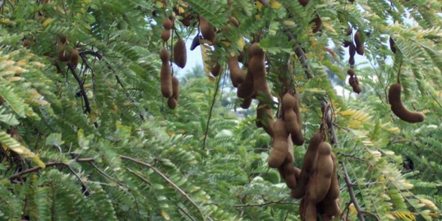 Boiling Tamarind Leaves for Healthy Cholesterol and Blood Sugar, Let's Practice at Home