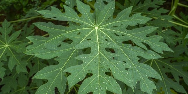 Despite the Bitter Taste, Here are 10 Benefits of Papaya Leaves for Women's Health