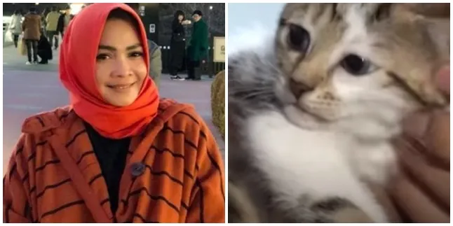 Miliki Bulu Mirip Wajah Manusia, Kucing Mami Rieta Amilia Ditawar 600 Juta Rupiah! Miliki Bulu Mirip Wajah Manusia, Kucing Mami Rieta Amilia Ditawar 600 Juta Rupiah!