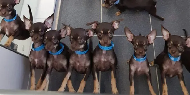 Miracle Milly Dinobatkan Sebagai Anjing Dengan Kloningan Terbanyak di Dunia!