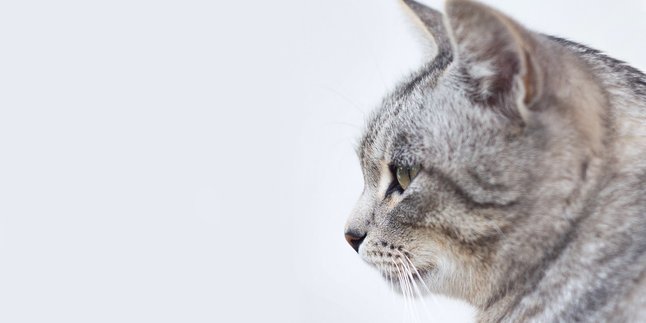 Mitos Menabrak Kucing Menurut Primbon Jawa, Sering Dianggap Pertanda Buruk