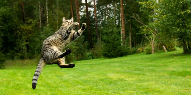 Mitos Punya 9 Nyawa, Ini Fakta Kucing Bisa Selamat Saat Jatuh dari Ketinggian