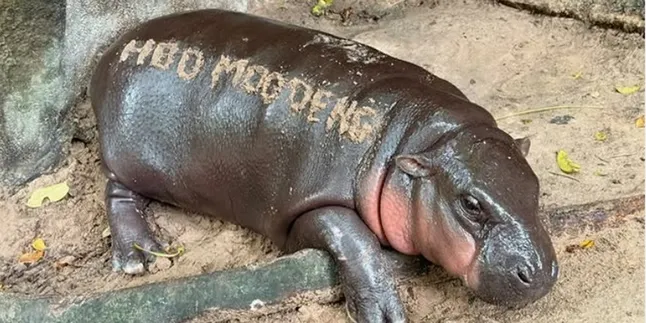 Moo Deng's Birthday, A Festive Celebration of the Hippo Celebrity in Thailand