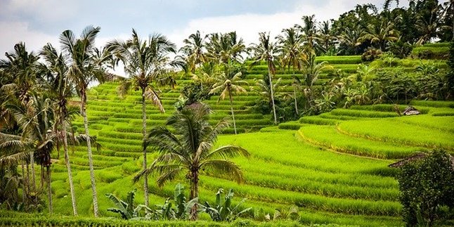 5 Facts About Subak, an Irrigation System that is Often a Favorite Photo Spot in Bali