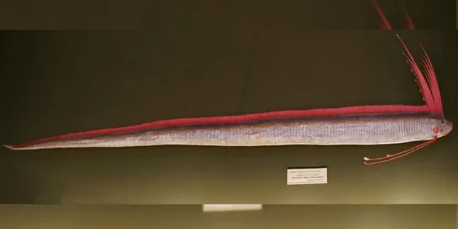 Muncul Oarfish, Ikan Laut Dalam di Jepang, Peringatan Alam Akan Timbul Bencana?