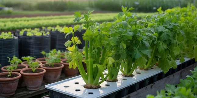 Panduan Lengkap Cara Menanam Seledri: Hidroponik, Pot, Polybag, dan Lahan Terbuka