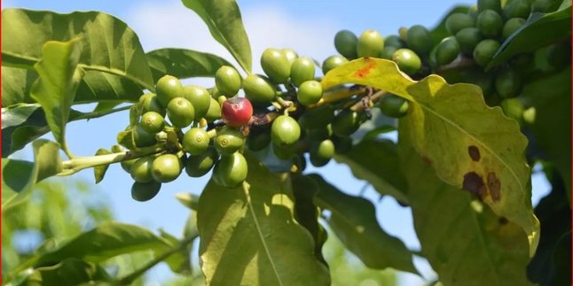 Guide to Boiling Coffee Mistletoe Leaves for Cancer, Arthritis, and Sleep Disorders