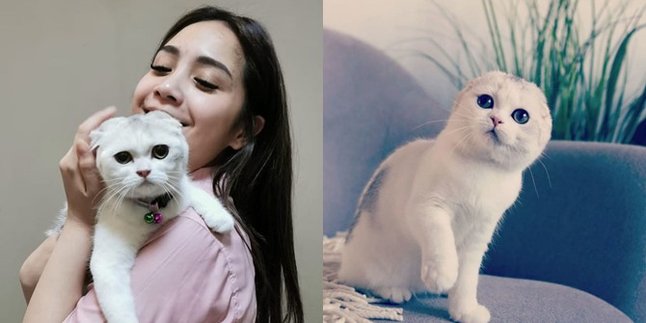 Sultan's Pet! Nagita Slavina's New Cat Must Stay Cool, AC Must Not Turn Off