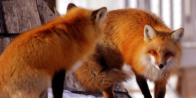 Understanding Japanese Fox Language, Complete with Mythology - Symbolic Culture in Society