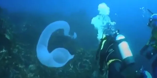 Penyelam Temukan Benda Misterius di Perairan Tasmania!