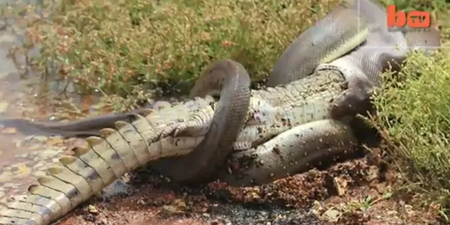 Perkasa, Ular Ini Makan Buaya Utuh!