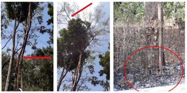 Pohon Sengon, Tersangka Utama Penyebab Mati Lampu Massal di Jabodetabek